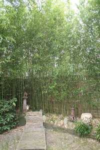 Bambus-Marburg: Phyllostachys bissetii - Ort: Marburg