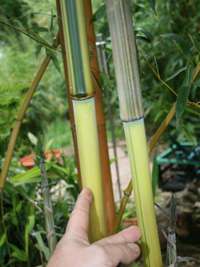 Bambus-Marburg: Detailansicht vom Halm und gr�nem Sulcus von Phyllostachys aureosulcata Spectabilis - Ort: Marburg