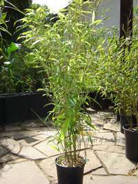 Produkt: Bambus-Marburg Phyllostachys Mannii