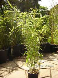 Bambus-Marburg: Phyllostachys Mannii H�he ca. 80 cm - Ort: Marburg