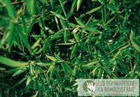 Bambus-Marburg: Ansicht der sattgr�nen Bl�tter von Phyllostachys Mannii - Ort: Marburg