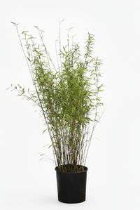 Produkt: Bambus-Marburg Bambus Fargesia Nitida - Black Pearl