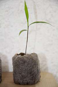 Produkt: Bambus-Marburg Phyllostachys pubescens edulis - Moso - Riesenbambus