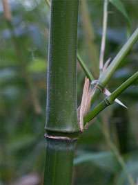 Bambus-Marburg: Halmdetail von Phyllostachys viridiglaucescens mit der typischen Bemehlung - Ort: Marburg