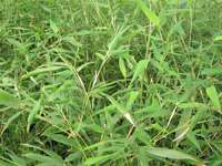 Bambus-Marburg: Phyllostachys bissetii - Ort: Marburg