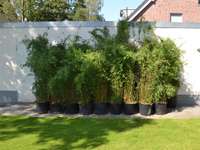 Bambus-Marburg: Fargesia jiuzhaigou Lieferhoehe 170 cm - Ort: Marburg