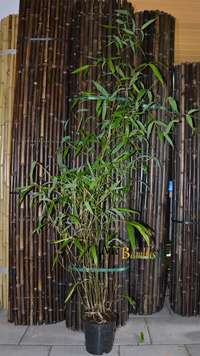Bambus-Marburg: Phyllostachys atrovaginata - H�he 150 cm - Ort: Marburg