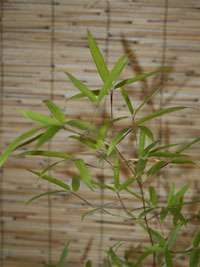 Produkt: Bambus-Marburg Phyllostachys decora