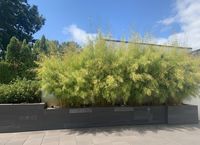 Produkt: Bambus-Marburg Bambus Fargesia robusta campbell