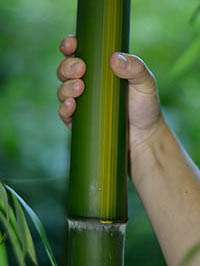 Bambus-Marburg: Aufnahme von Phyllostachys vivax huangwenzhu - Ort: Marburg