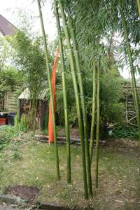 Bambus-Marburg: Halmaustrieb von Phyllostachys vivax  - Ort: Marburg