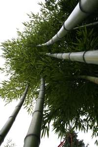 Bambus-Marburg: Detailansicht vom Phyllostachys vivax huangwenzhu - Ort: Marburg
