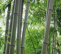 Bambus-Marburg: Bambushain von Phyllostachys Nigra Henonis - Ort: Marburg
