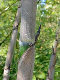 Produkt: Bambus-Marburg Phyllostachys Nigra Henonis