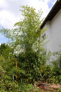 Bambus-Marburg: Phyllostachys aureosulcata Spectabilis - Ort: Marburg