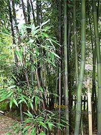 Bambus-Marburg: Bambushain mit Phyllostachys nigra Boryana - Ort: Marburg