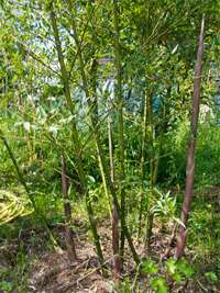 Bambus-Marburg: Phyllostachys parvifolia - Ort: Marburg