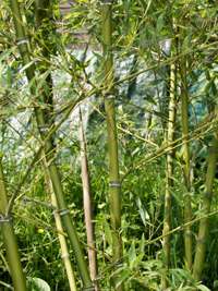 Produkt: Bambus-Marburg Phyllostachys parvifolia