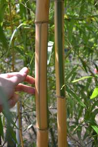 Bambus-Marburg: Halmdicke von Phyllostachys vivax Huangwenzhu Inversa  nach 3 Jahren - Ort: Marburg