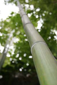 Produkt: Bambus-Marburg Phyllostachys vivax McClure
