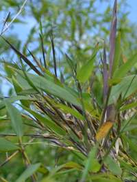 Bambus-Marburg: Phyllostachys arcana Luteosulcata Bl�te 2014 in der N�he von K�ln - Ort: Marburg