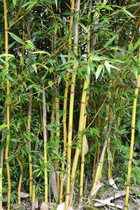 Bambus-Marburg: Phyllostachys aureosulcata Aureocaulis mit neuen Halmen - Ort: Marburg
