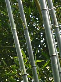 Bambus-Marburg: Phyllostachys aureosulcata alata - typische olivf�rbung der Halme - Ort: Marburg