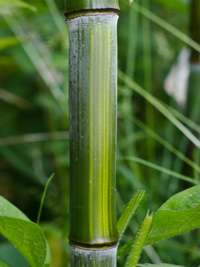Bambus-Marburg: Detailansicht vom Bambushalm Phyllostachys aureosulcata harbin - Ort: Marburg