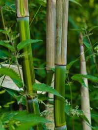 Bambus-Marburg: Phyllostachys aureosulcata harbin - Ort: Marburg
