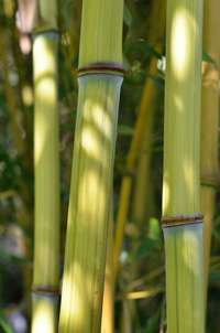 Produkt: Bambus-Marburg Phyllostachys aureosulcata Harbin Inversa
