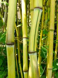 Bambus-Marburg: Phyllostachys aureosulcata Harbin Inversa - Ort: Marburg