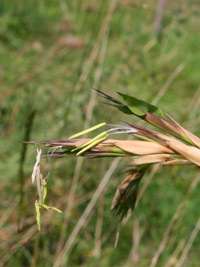 Produkt: Bambus-Marburg Phyllostachys kwangsiensis