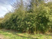 Bambus-Marburg: Fargesia robusta campbell - Hecke - Ort: Marburg