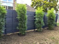 Bambus-Marburg: Fargesia robusta campbell - Neupflanzung - Ort: Marburg