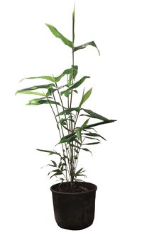 Bambus-Marburg: Phyllostachys pubescens Moso - 10 Liter Topf 100 cm - Ort: Marburg