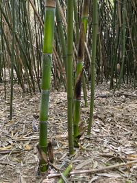 Bambus-Marburg: Halmaustrieb von Phyllostachys bambusoides  - Ort: Marburg