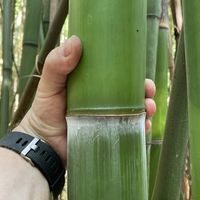Bambus-Marburg: Frische Bambusstangen aus heimischem Anbau - nachhaltig & naturbelassen - Halmfarbe gr�n - Ort: Marburg
