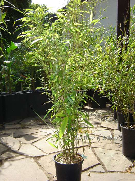 Bambus-Marburg: Phyllostachys Mannii H�he ca. 80 cm - Ort: Marburg