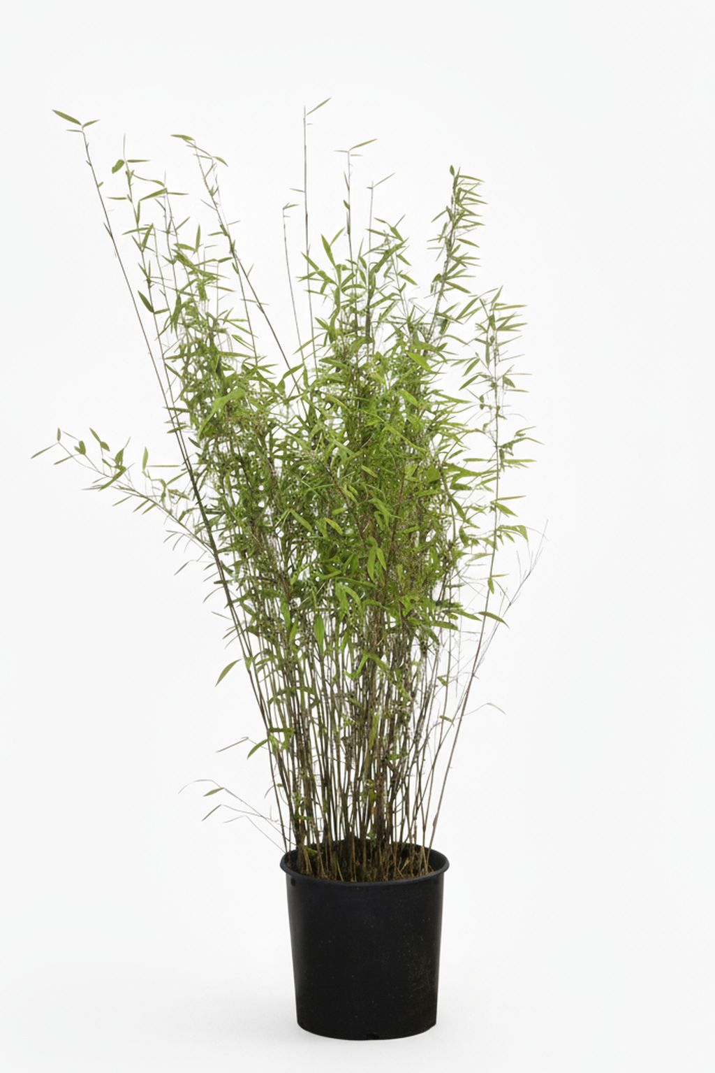 Bambus-Marburg: Bambus Fargesia Nitida - 15 Liter - 120 cm - Ort: Marburg