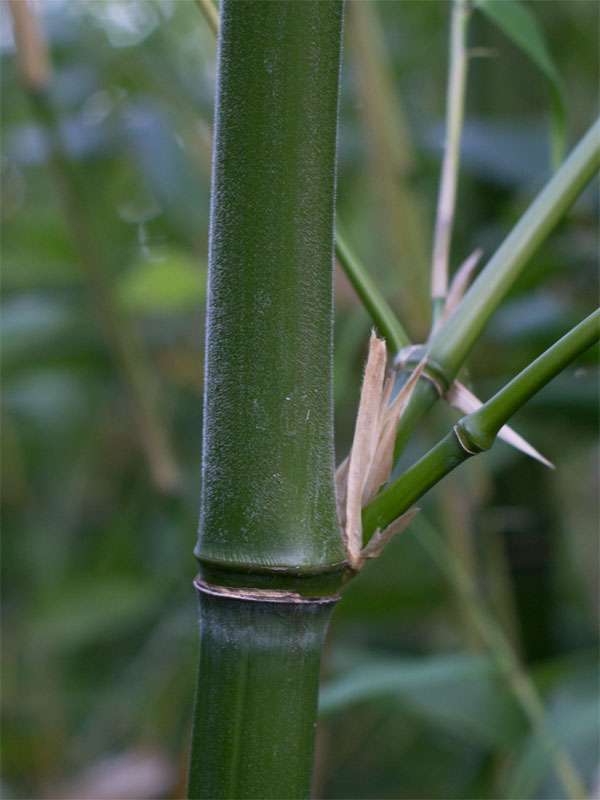 Bambus-Marburg: Halmdetail von Phyllostachys viridiglaucescens mit der typischen Bemehlung - Ort: Marburg