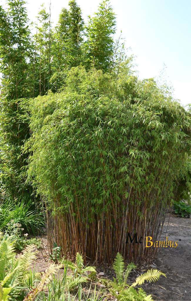 Bambus-Marburg: Fargesia jiuzhaigou Hain - Jade Bambus - Ort: Marburg