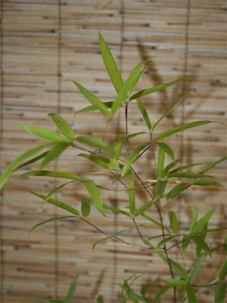 Bambus-Marburg: Phyllostachys decora - Ort: Marburg