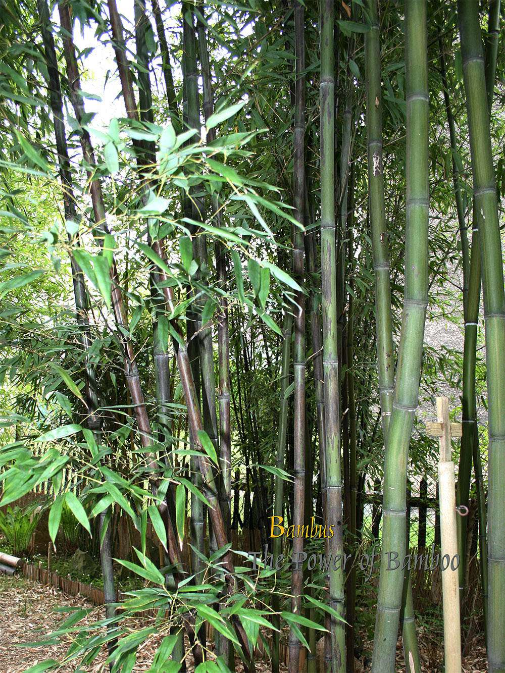 Bambus-Marburg: Bambushain mit Phyllostachys nigra Boryana - Ort: Marburg