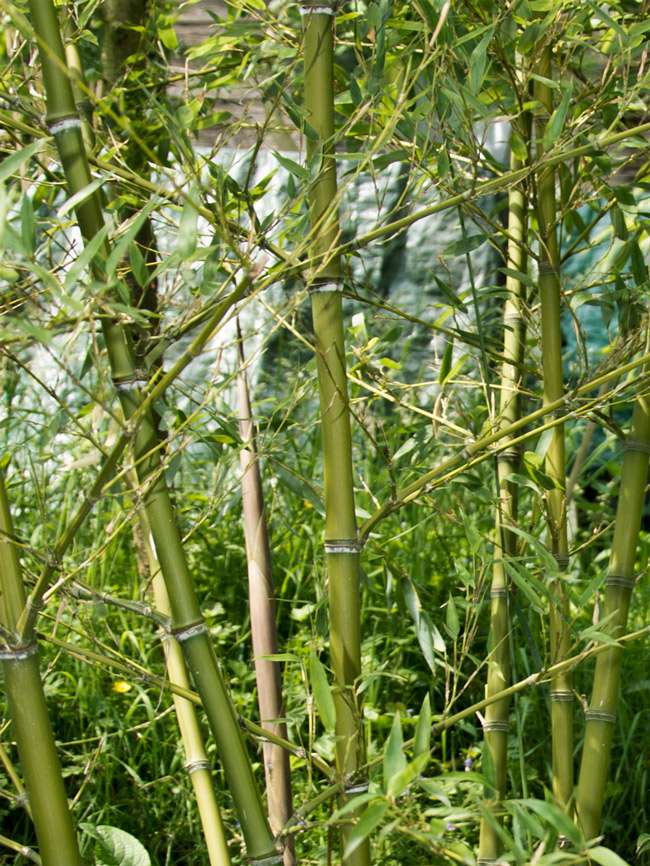 Bambus-Marburg: Halmdetailansicht von Phyllostachys parvifolia mit dem charakteristische Halmreif unterhalb der Nodie - Ort: Marburg