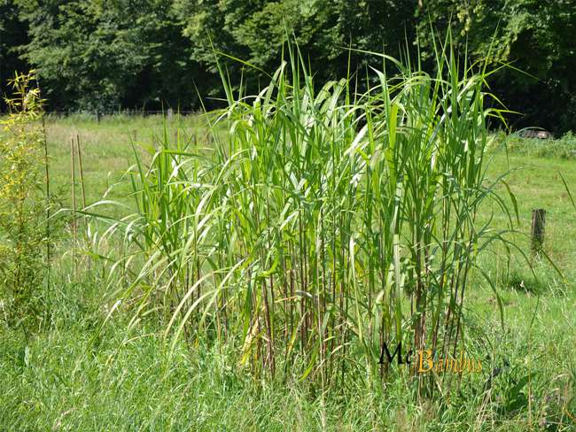 Bambus-Marburg: Miscanthus Riesen Chinaschilf - 2-j�hrig - Ort: Marburg