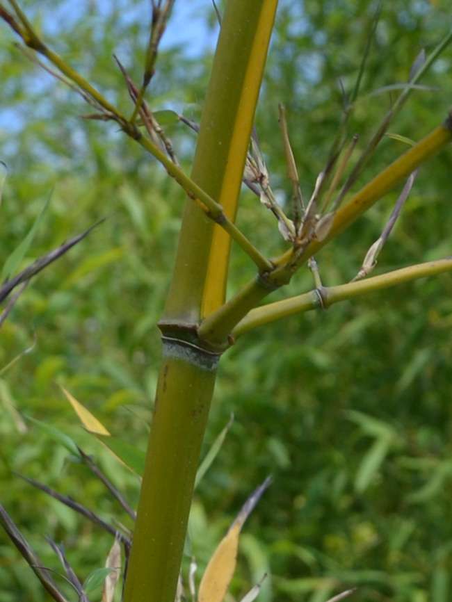 Bambus-Marburg: Halmanischt vom Bambus Phyllostachys arcana Luteosulcata - Ort: Marburg