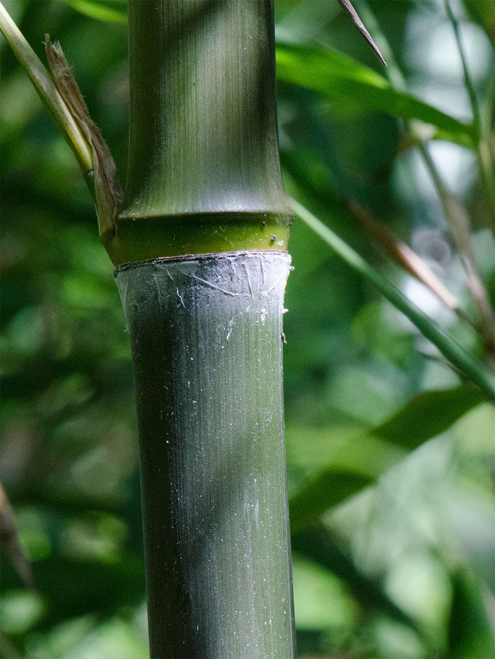Bambus-Marburg: Phyllostachys atrovaginata - Detailansicht Halm nach dem Austrieb - Ort: Marburg