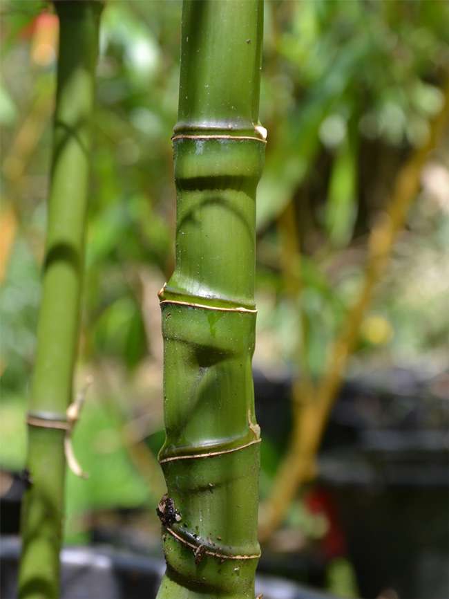 Bambus-Marburg: Halmansicht Phyllostachys aurea mit den typischen Knoten - Ort: Marburg