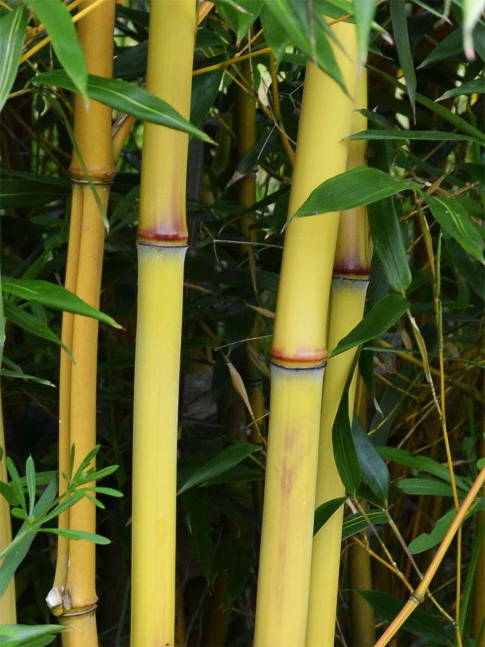 Bambus-Marburg: Detail vom Bambushalm der Sorte Phyllostachys aureosulcata Aureocaulis - Ort: Marburg