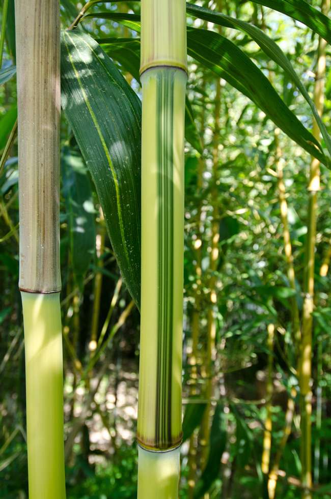 Bambus-Marburg: Detailansicht vom Bambus Halm - Phyllostachys aureosulcata Spectabilis - Ort: Marburg
